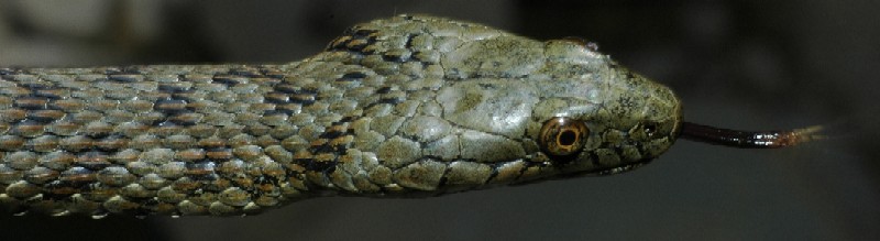 Natrix tessellata